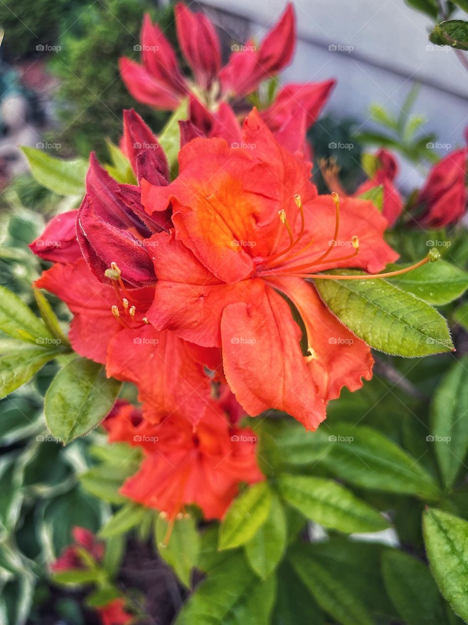 Gibraltar azalea