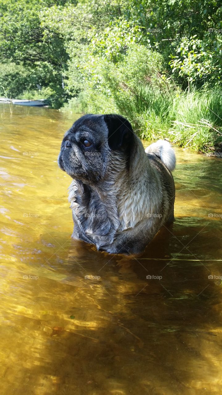 Pug in water. My dog taking a bath