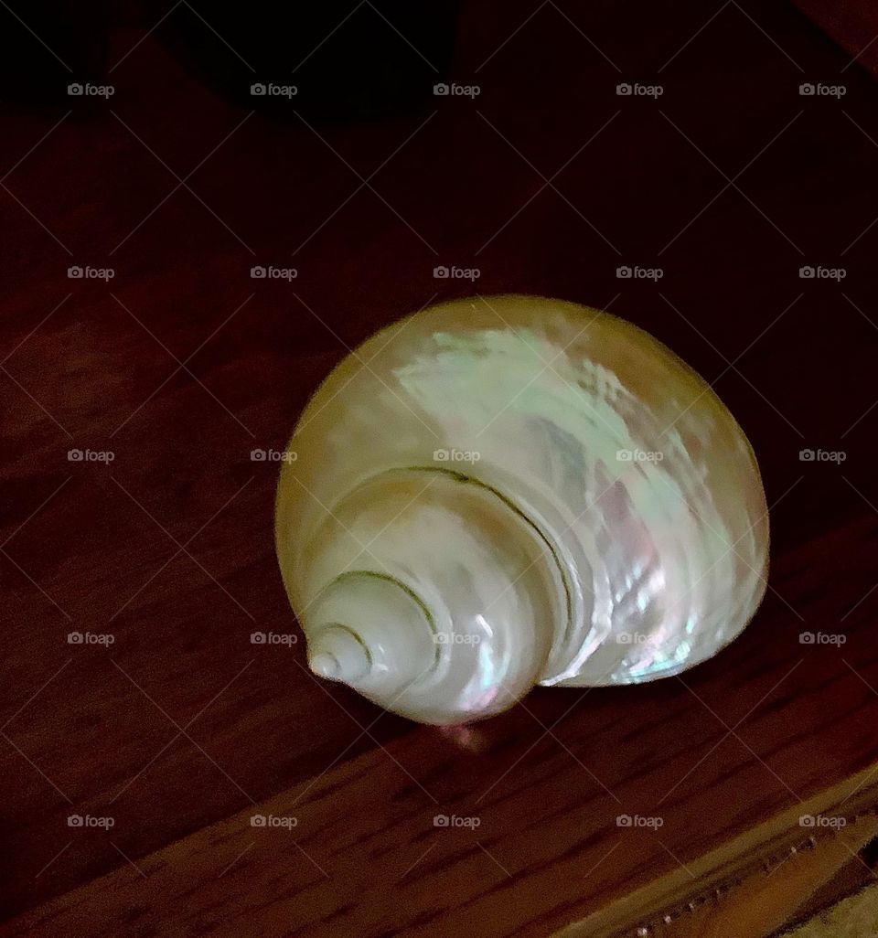 Shell