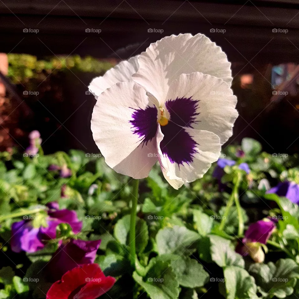 Pansy.Flower.