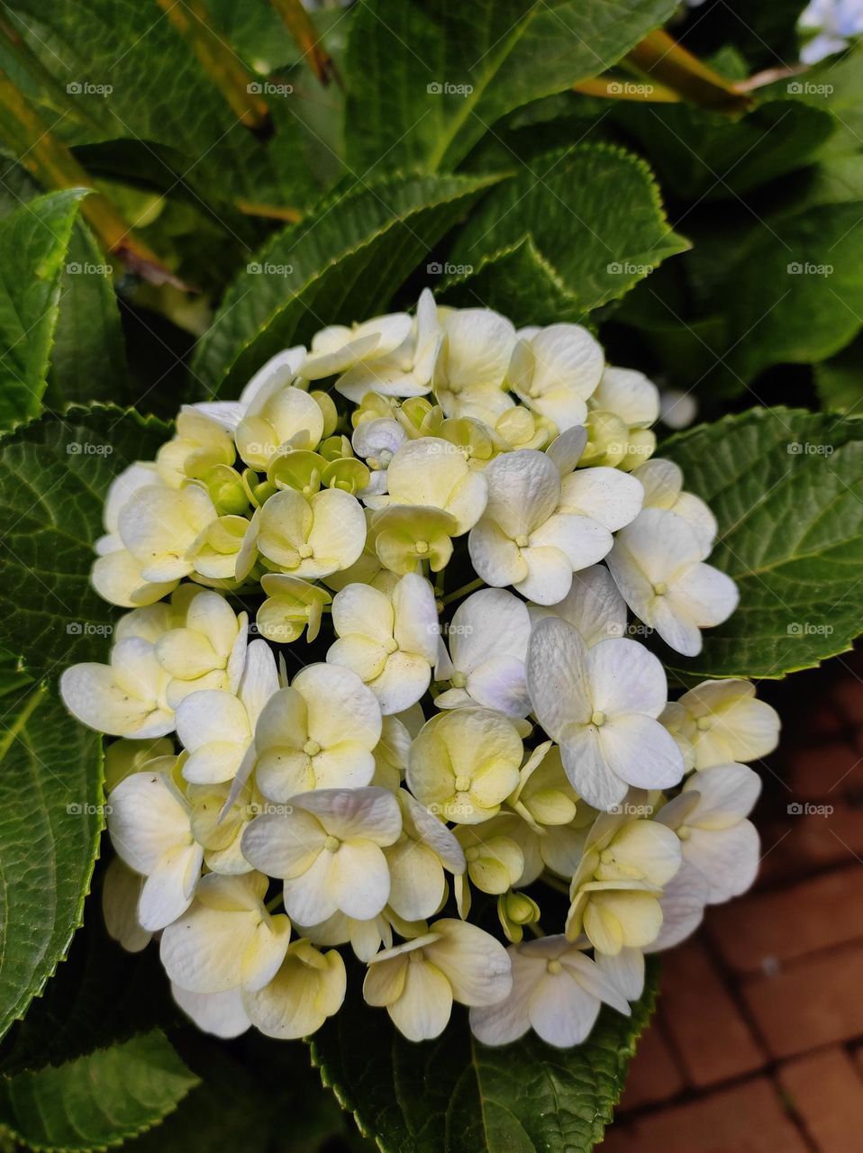 french Hydrangea