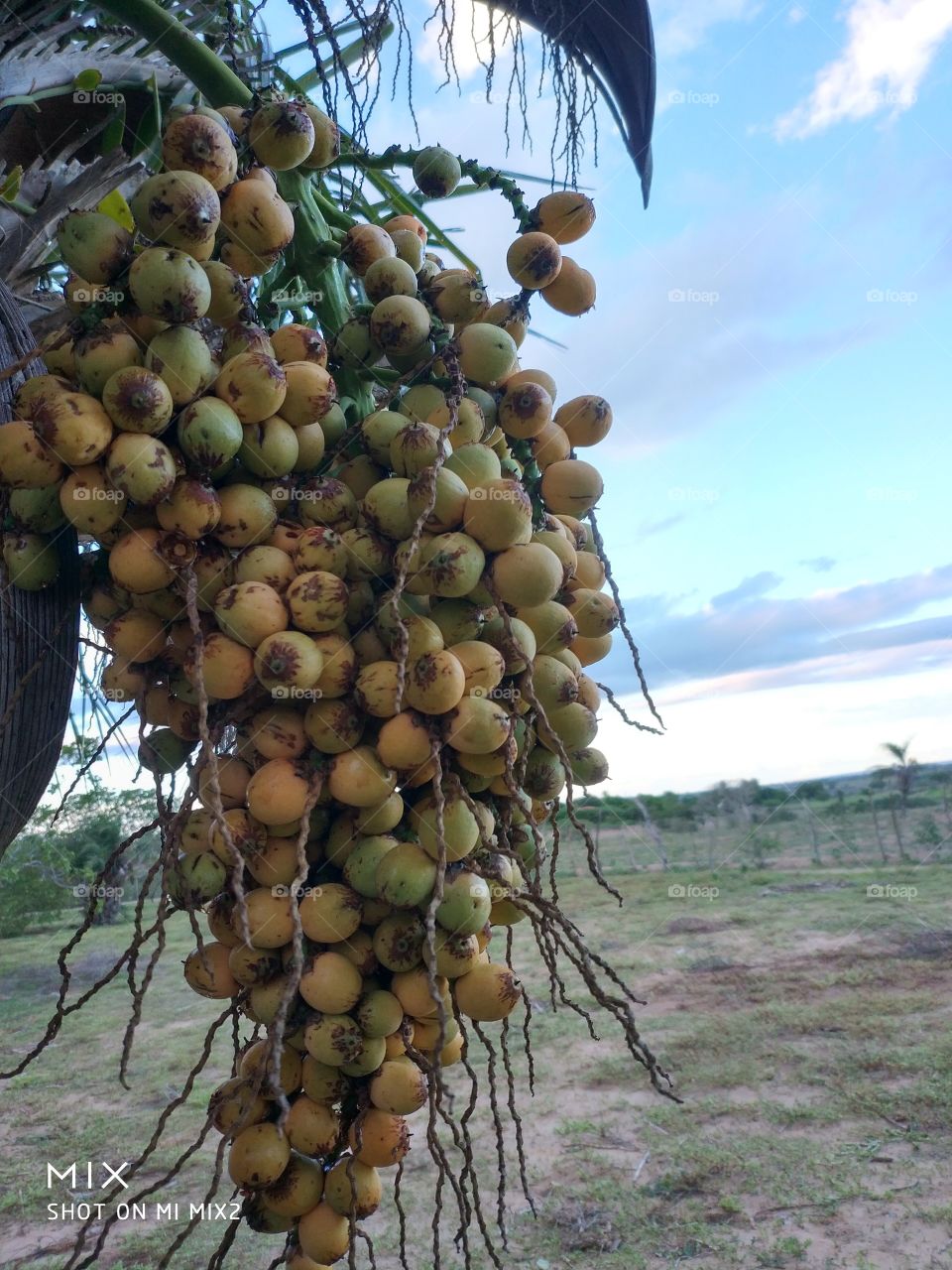 Fruta do Nordeste 