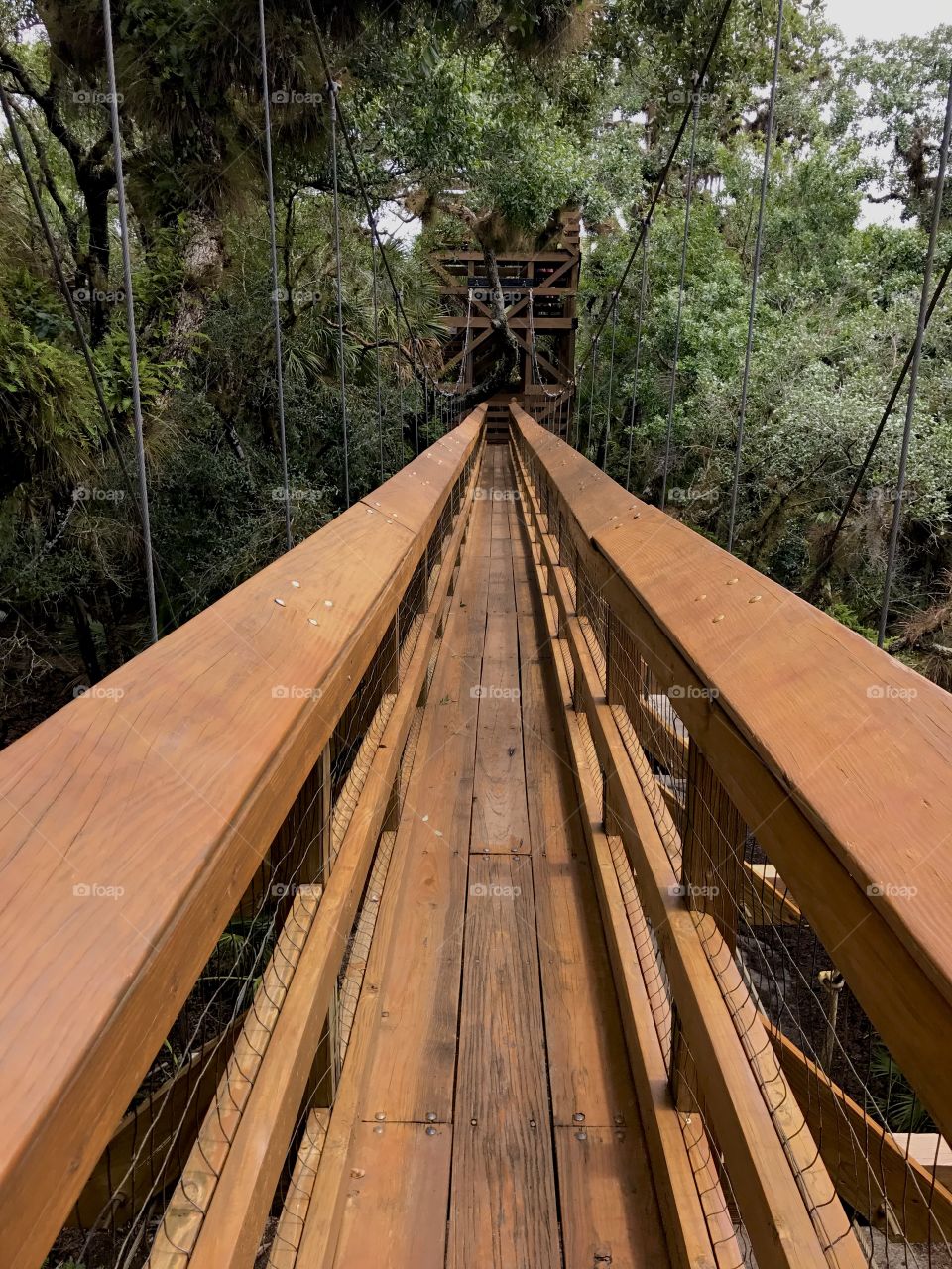 Walking in the tree tops 