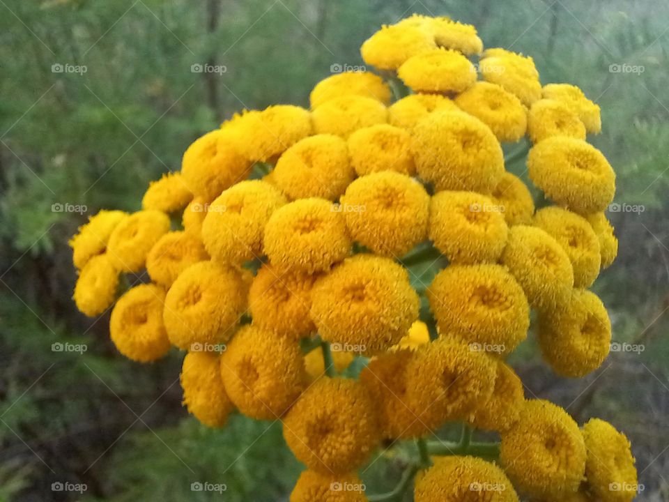 Macro Photo of Marigolds 