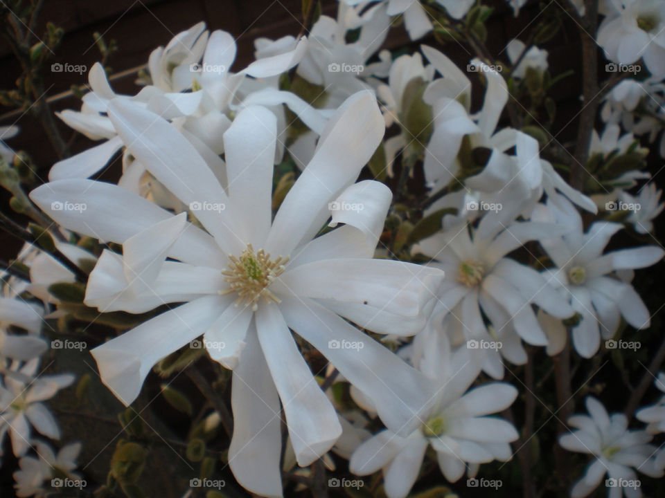 White star magnolia tree in flower.