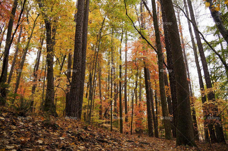 Autumn Forest