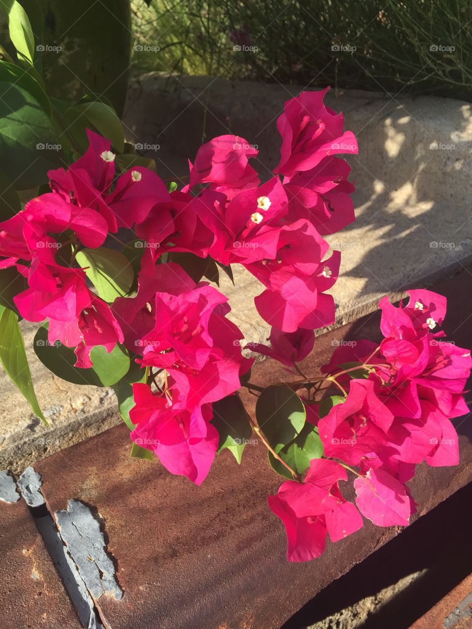 Bougainvillea 