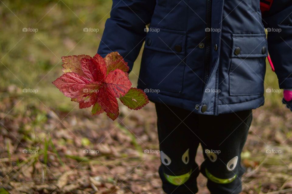 Toddler boy holding colourful  leaves in his hands.