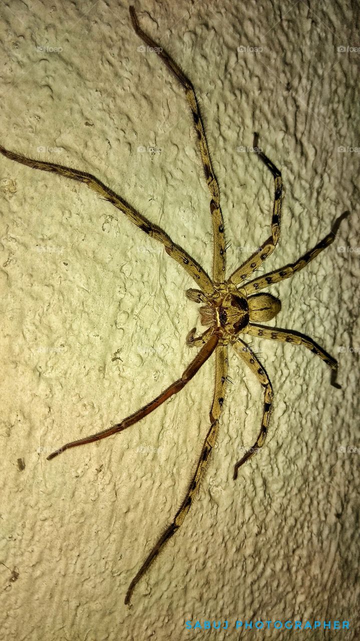 Tiger Spider