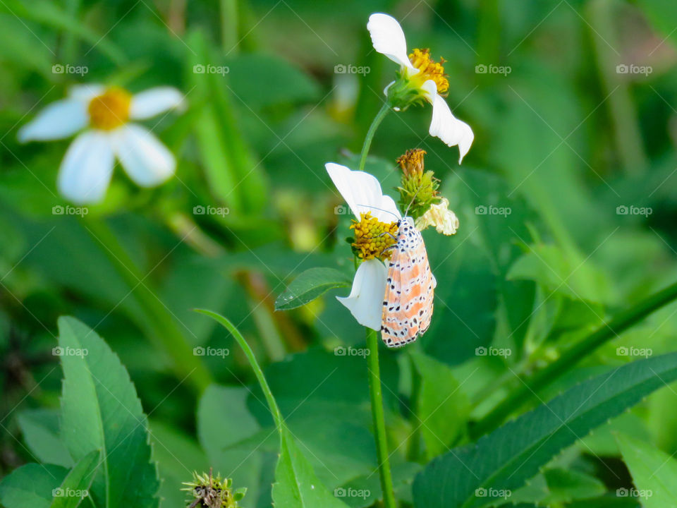 View of moth on white flower