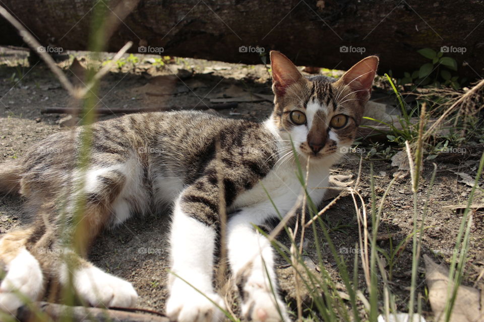 kucing desa yang sedang bersantai dibalik rerumputan. kucing tersebut memiliki cora