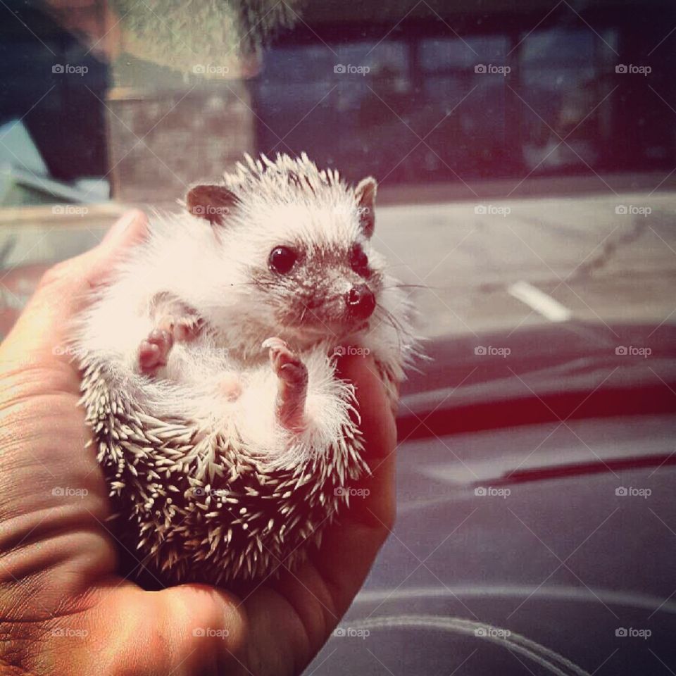Hedgehog in Hand