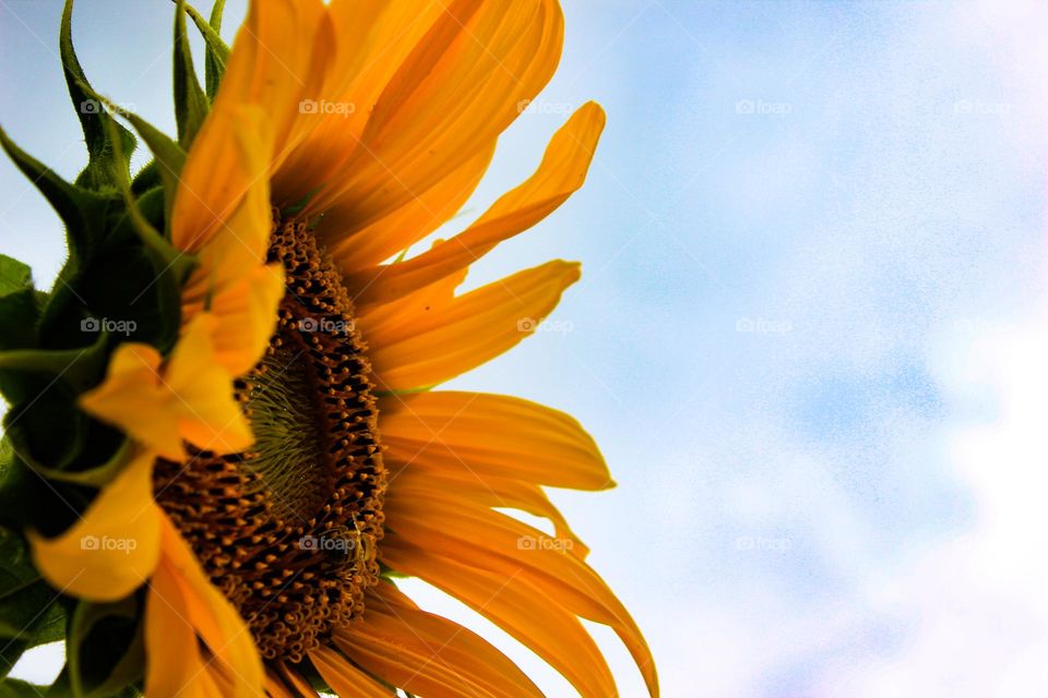 sunflower