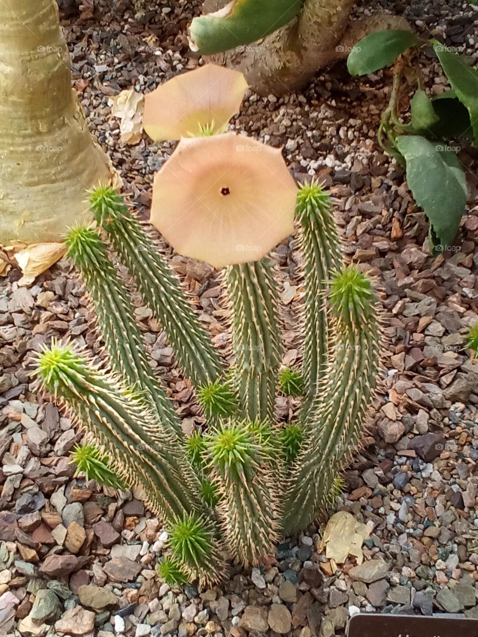 Hoodia Gordonii Cactus