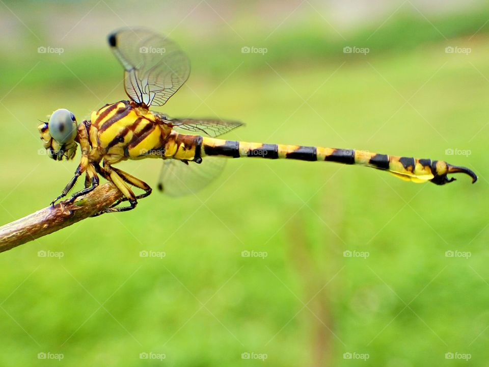 Dragonfly