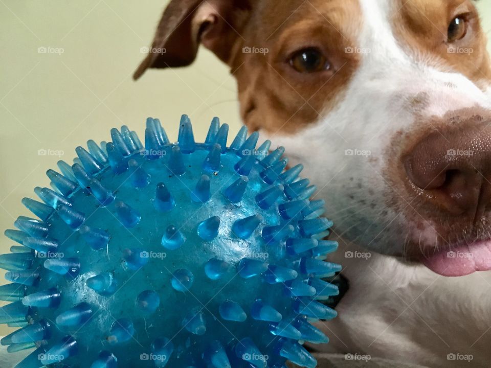 Adorable rescue dog sticking his tongue out with a blue ball
