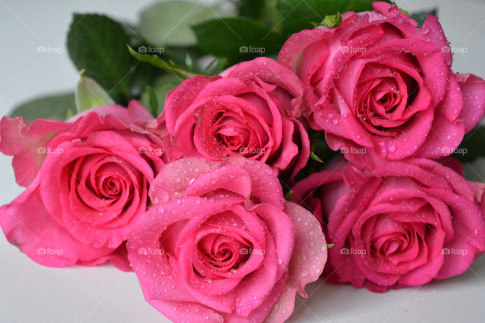 pink roses flowers with water drops beautiful nature petals