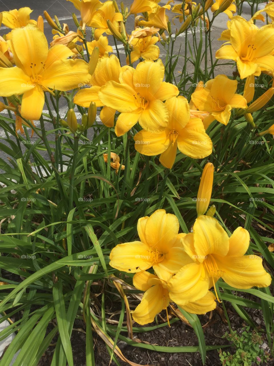 Summer time flowers blooming 