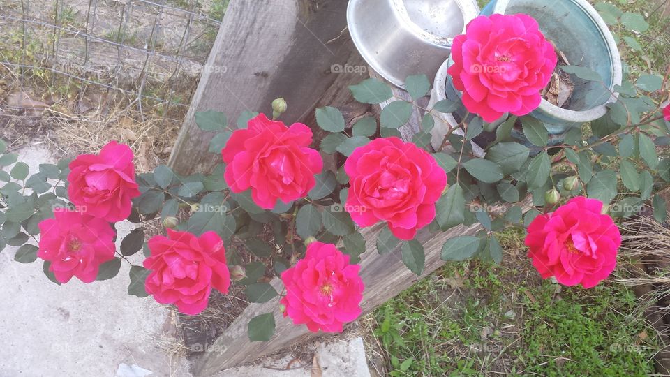 Blooming roses
