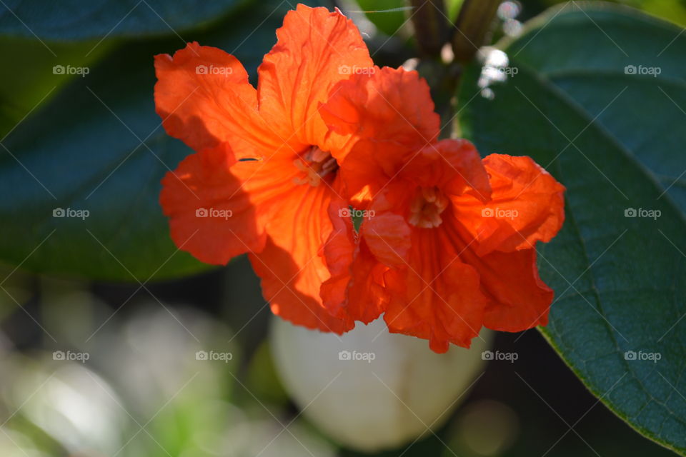 Orange hibiscus flowers in a white cup