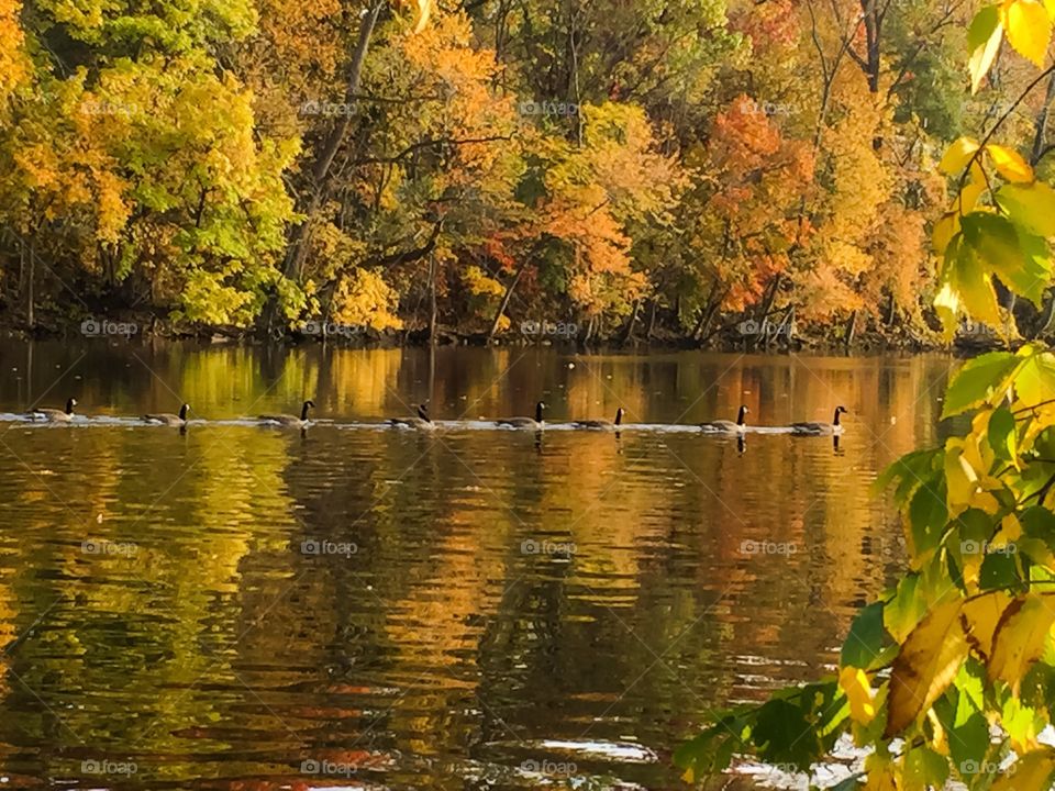 Autumn Swim