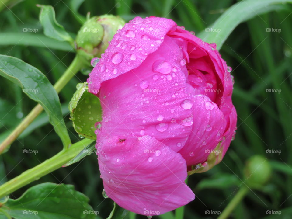 Peony After The Rain