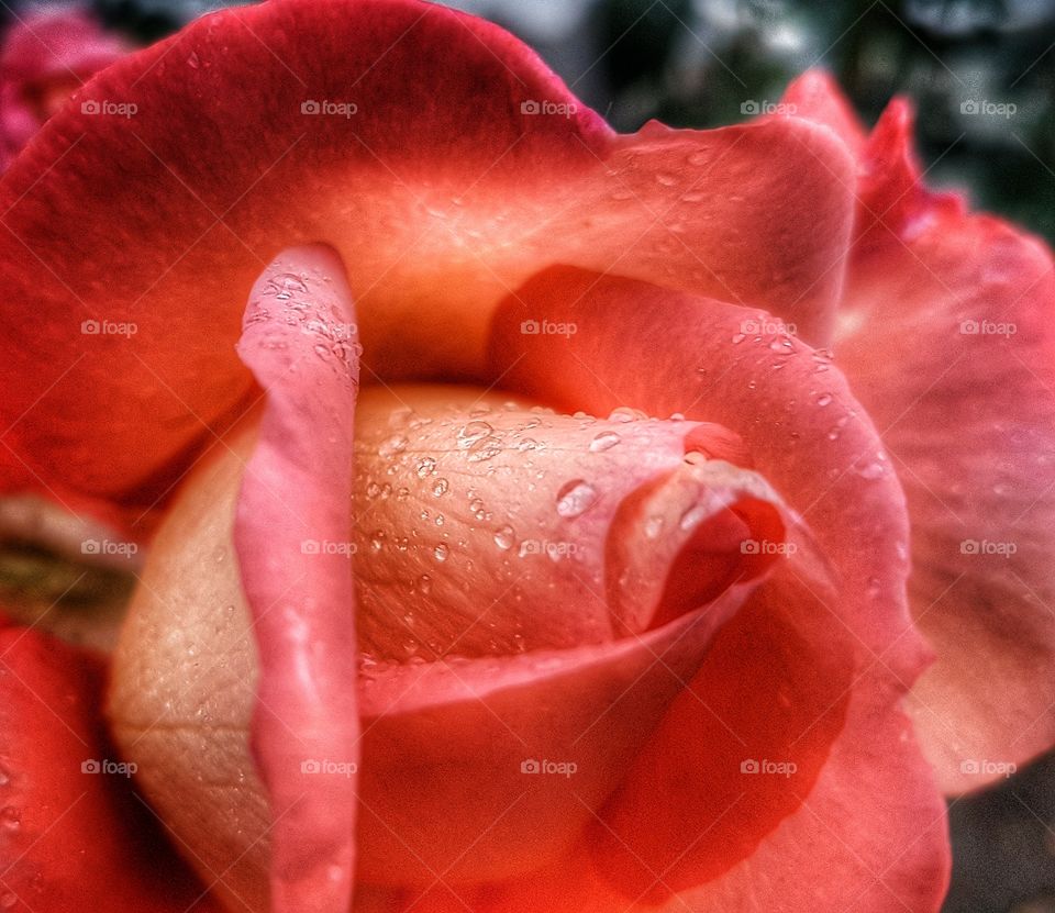 Wet rose.