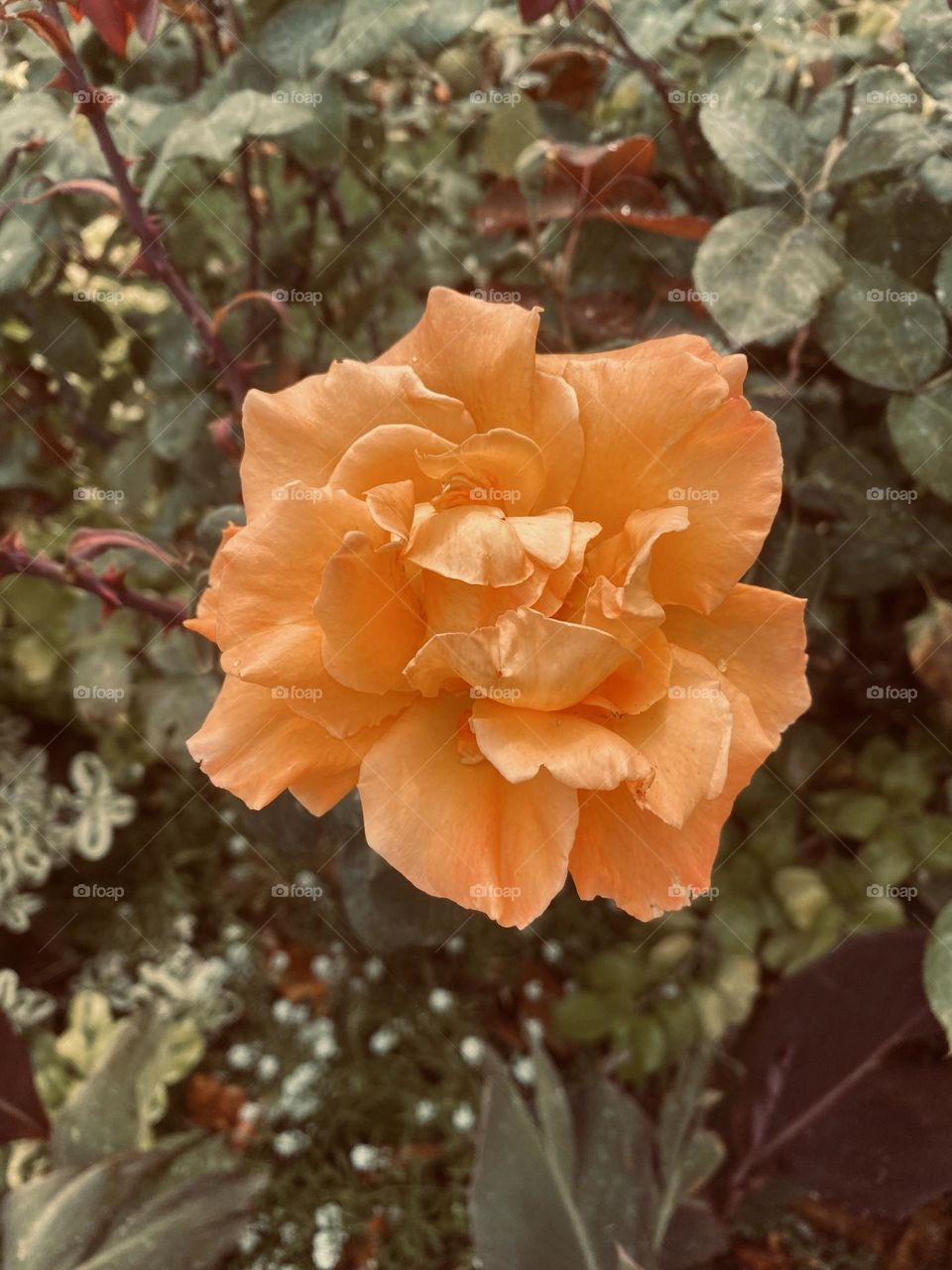 Orange Rose