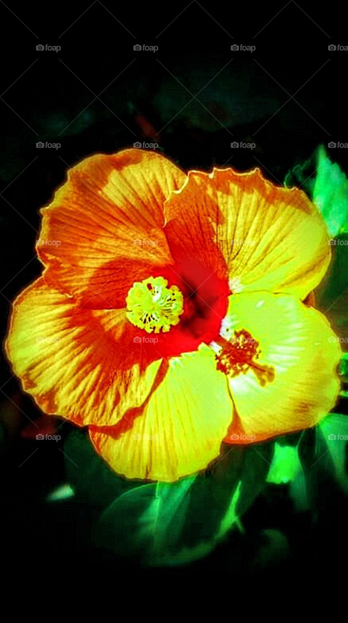 Colorful Hibiscus in tropical South Texas.