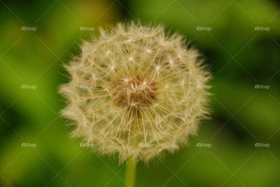 Dandelion Clock. Dandelion, Rounded Cluster of Hairy Seeds