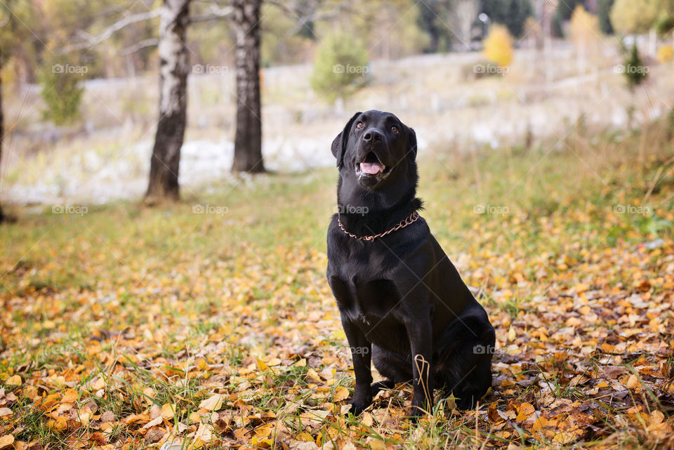 Labrador sitting on autumn leaves