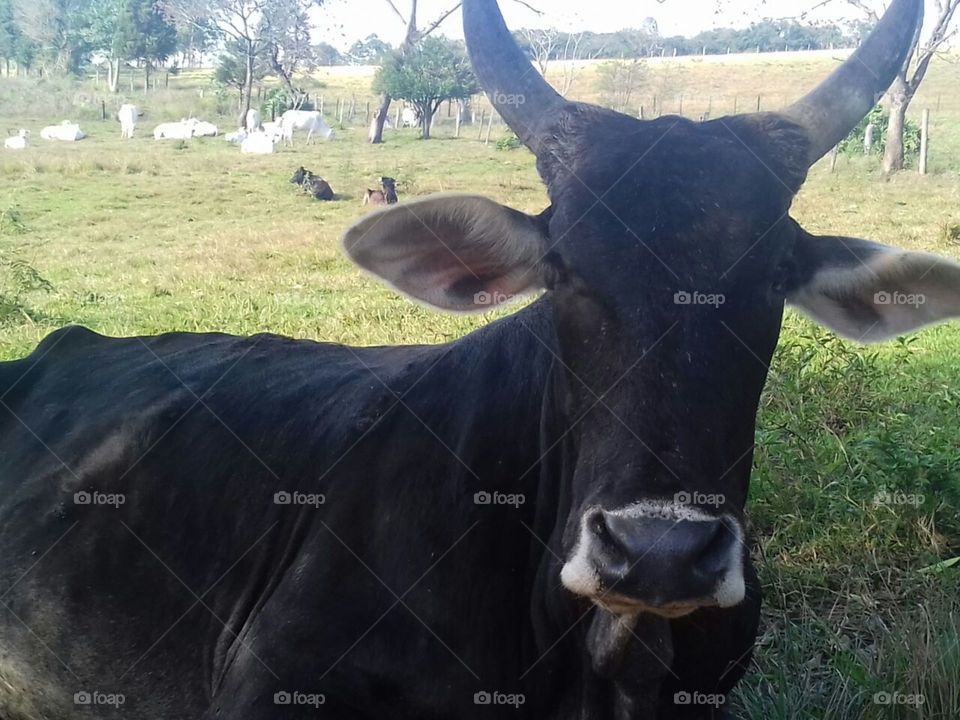 HD cow