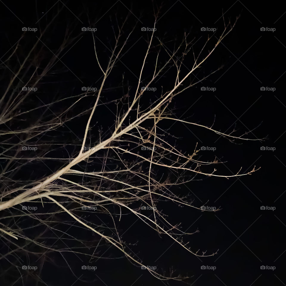 Branches at night can look like nerve endings. Pretty cool stuff. The White Tree