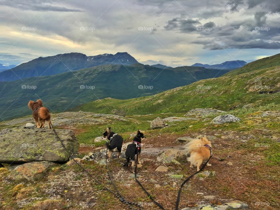 chihuahuas mountain hiking in north norway - Narvik