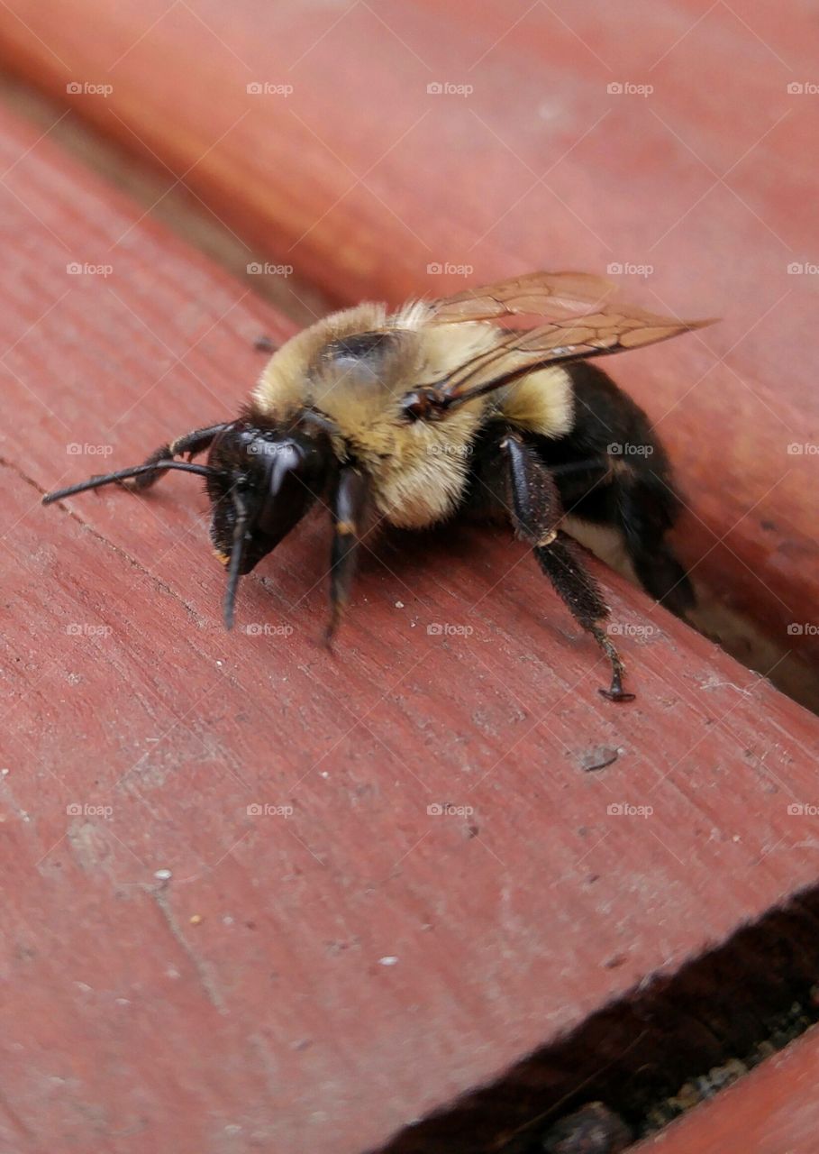 Honeybee on wood
