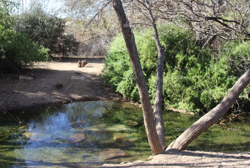 Stream in the Arizona Desert