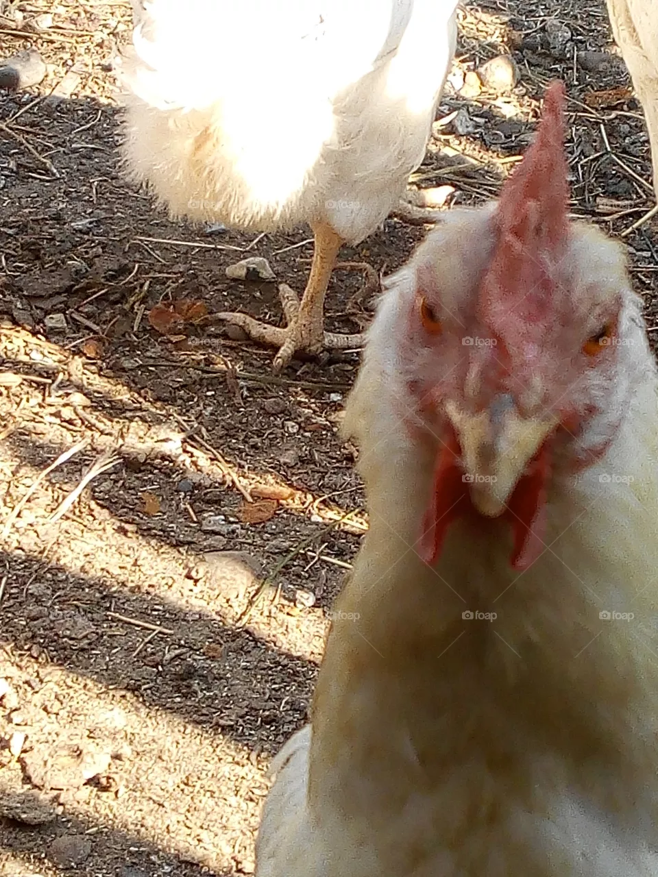 Bird, Poultry, Farm, Hen, Dame