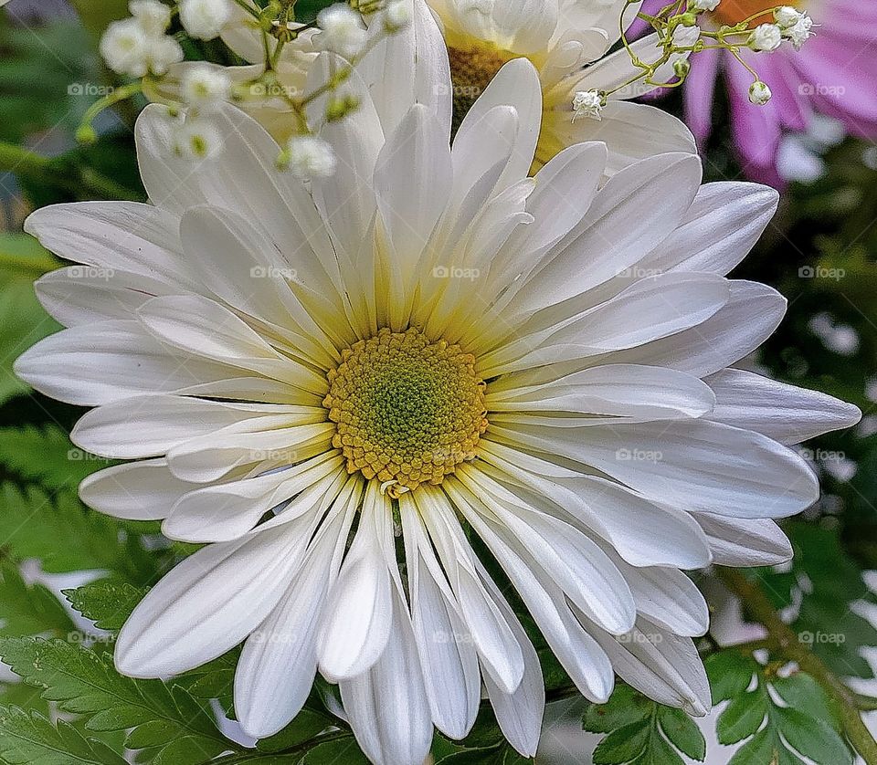 White Flower