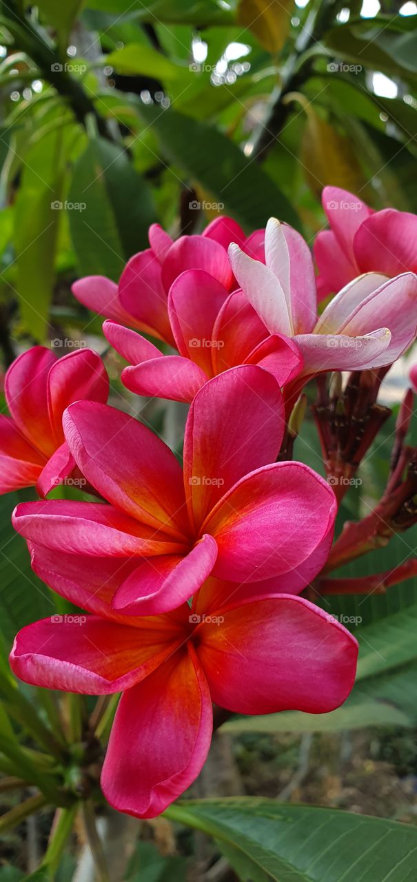 red frangipani flower
