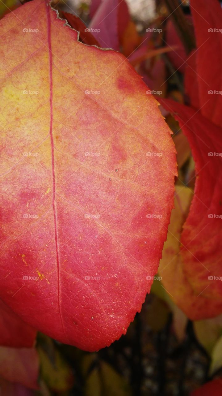 Leaf, Fall, Nature, No Person, Flora