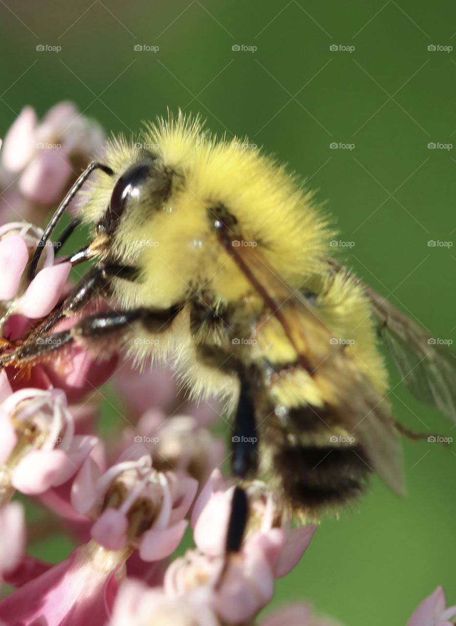 Bumblebee on milkweed flowers