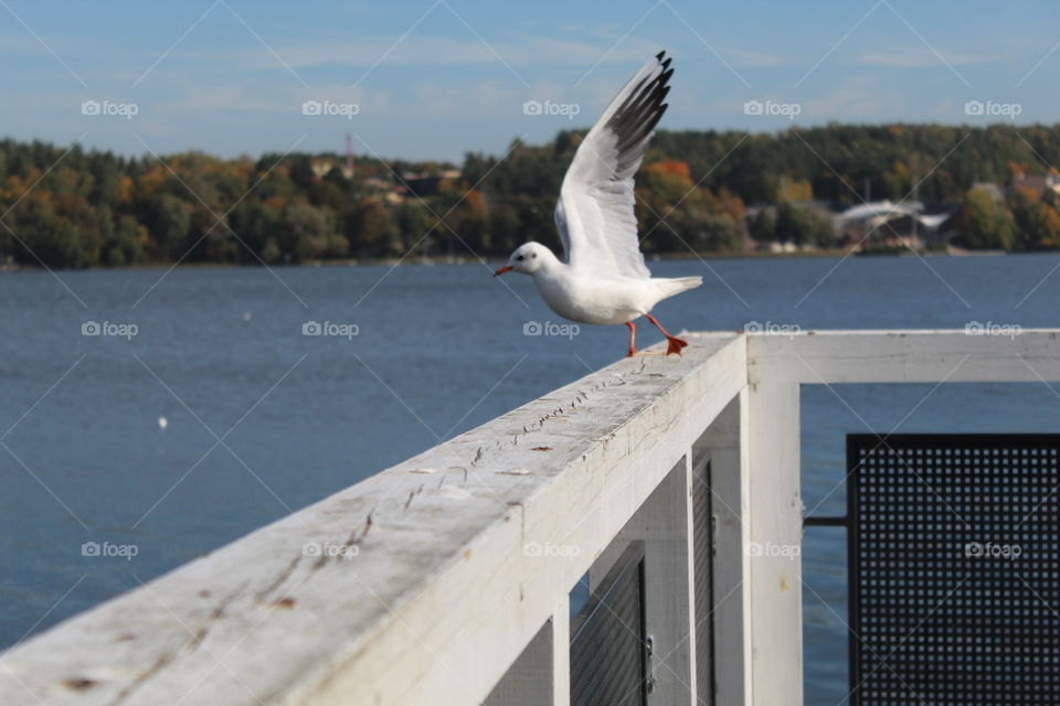 Poland bridge bird flying bird nature lake 