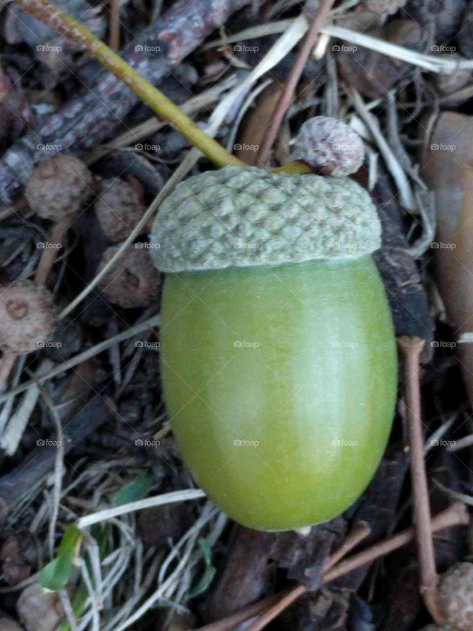 white oak acorn