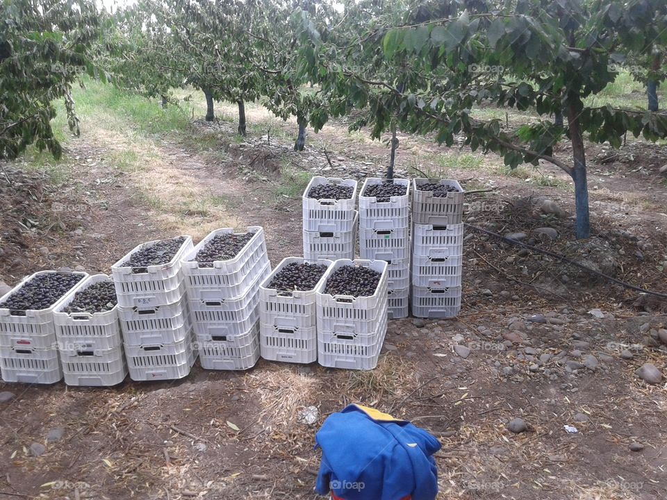 cerezas listas para ser procesadas