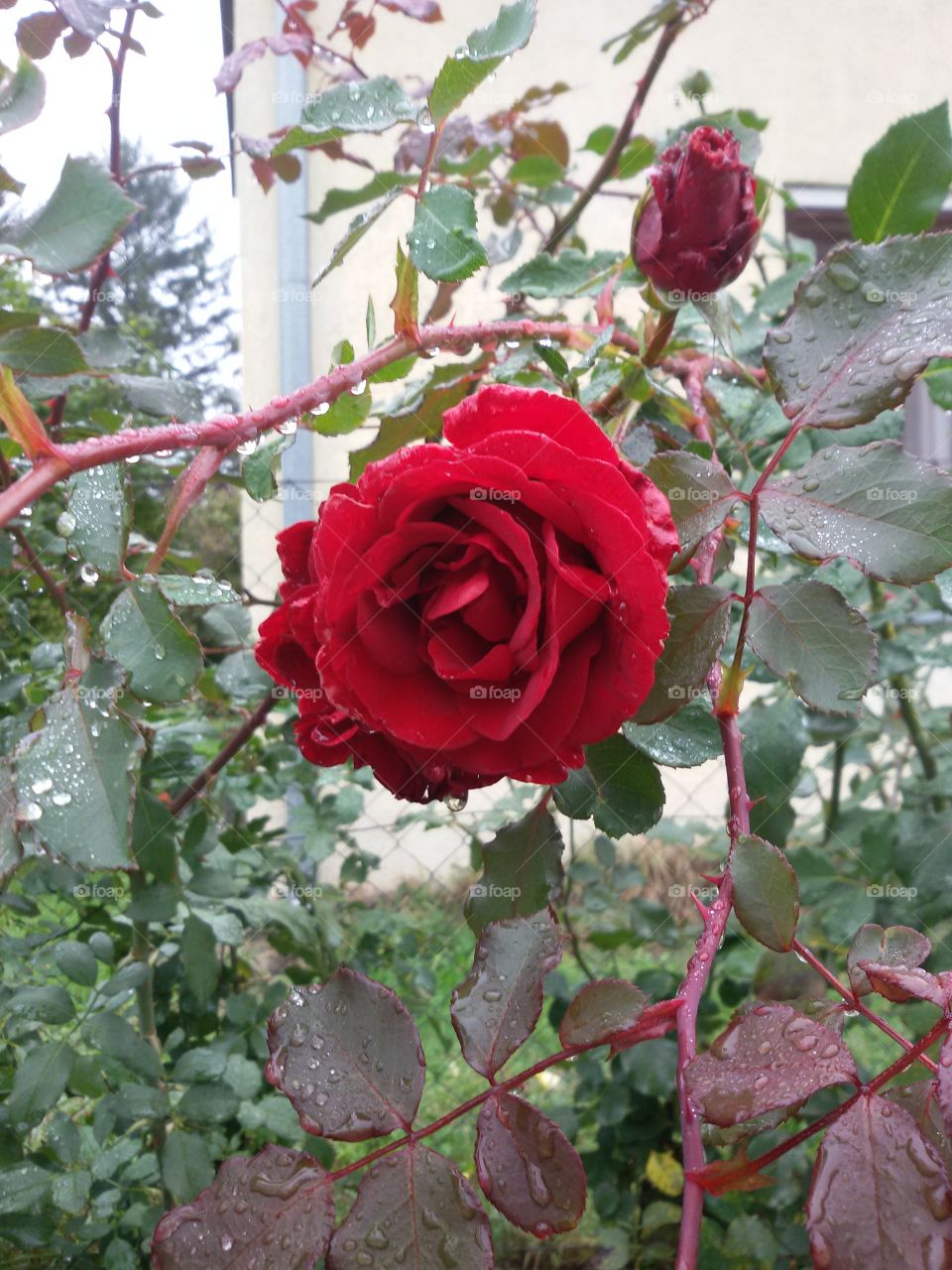 Red rose with rain drops