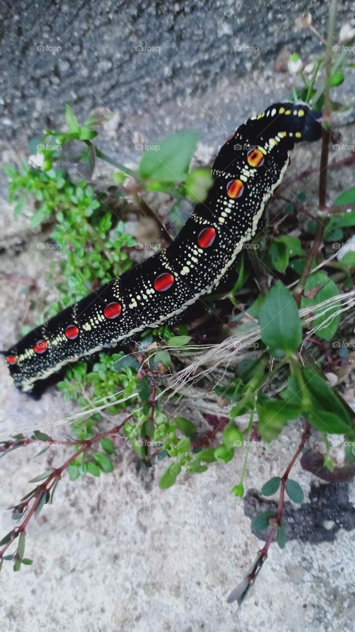 Black Caterpillar