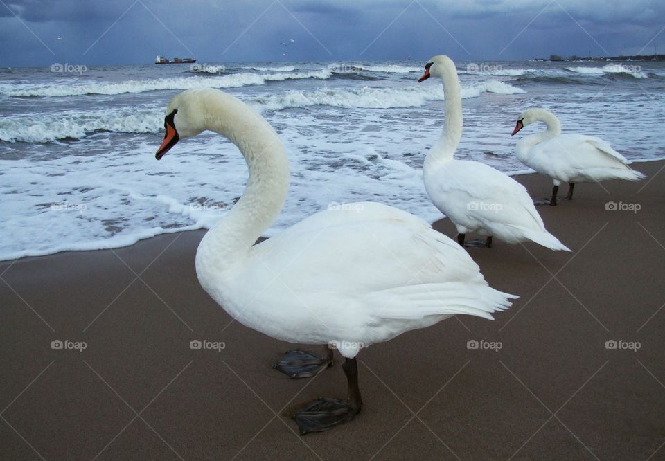 Three swans - stormy sea