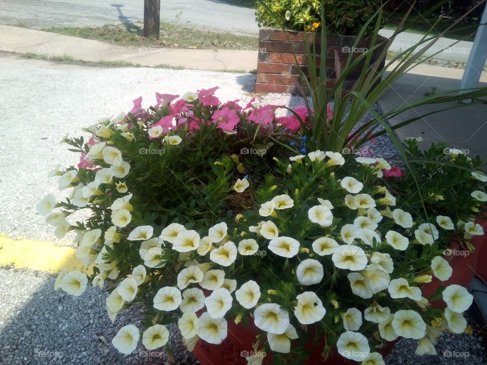 happy Monday from these flowers smiling at you with a dash of pink for accessories.