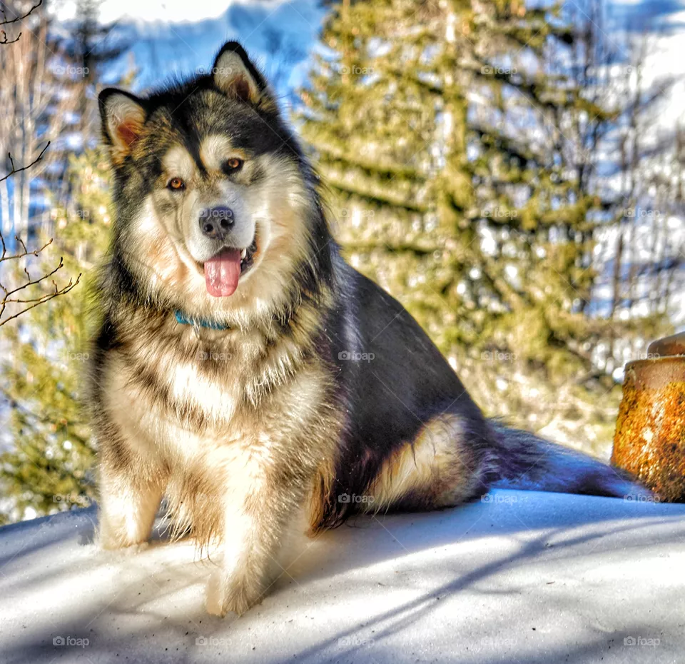 wolf