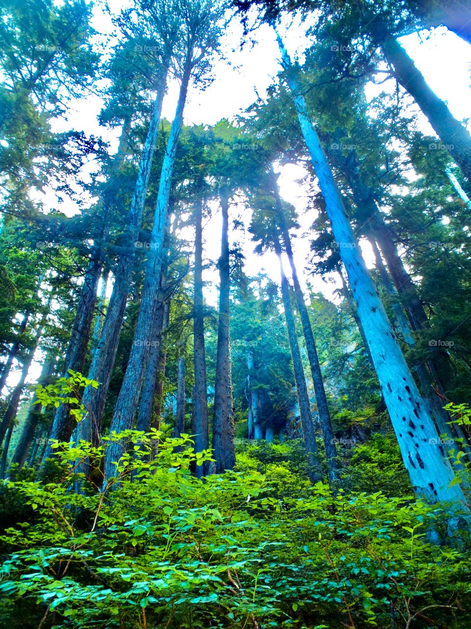Looking up hill into a old forest